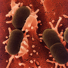 Bacterii
